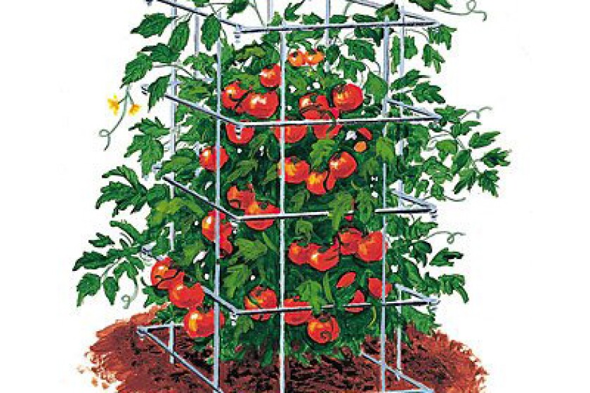 Best Tomato Cages Bestcovery