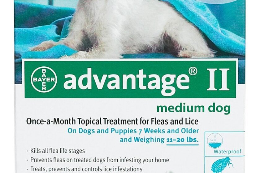 Best Flea Treatment For Dogs Bestcovery