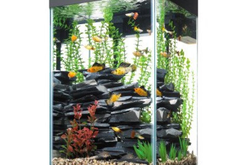 Best Aquarium In 2021 Review By Bestcovery - Aqueon Corner Fish Tank With Stand Best Aquarium In 2021 Review By Bestcovery - Aqueon Corner Fish Tank With Stand
